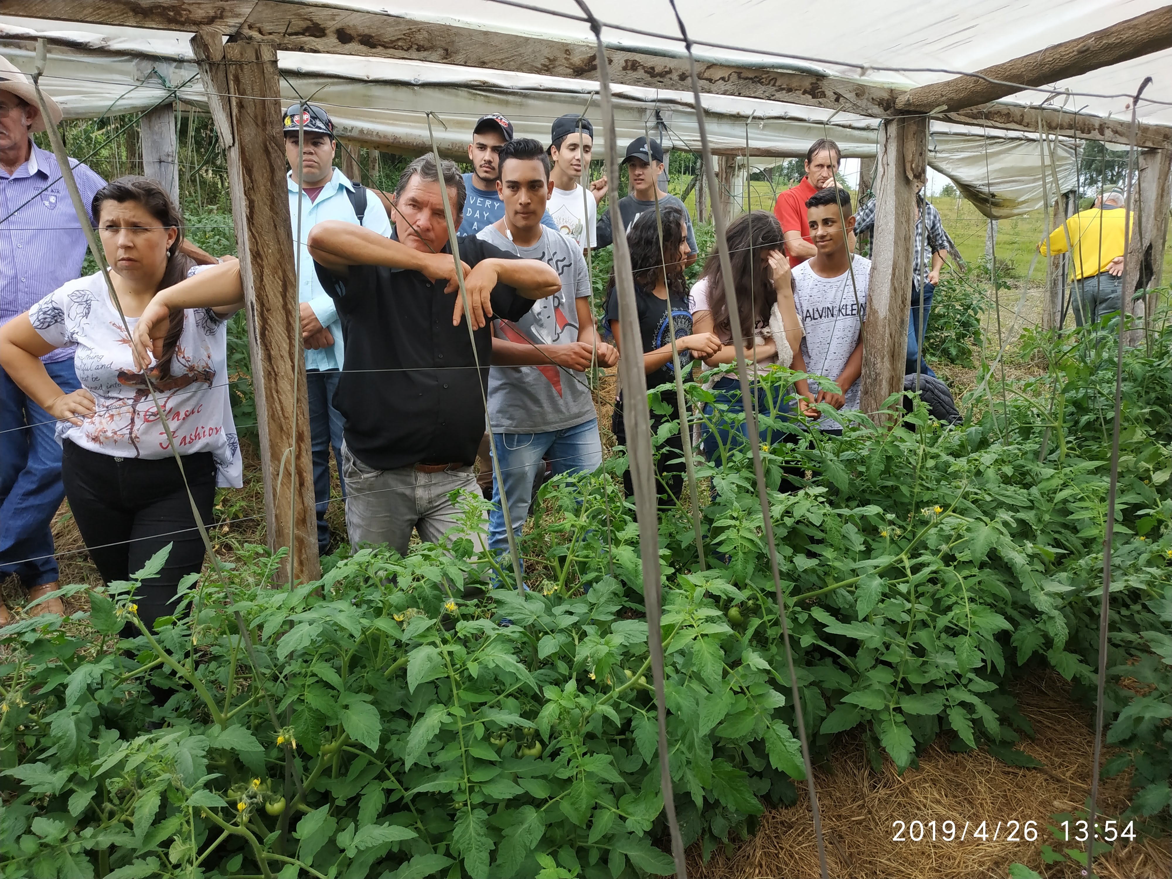 Atividade de campo em SPDH no cultivo de tomate